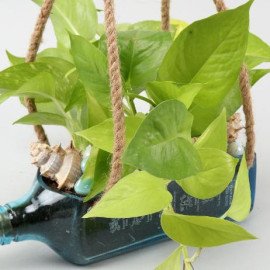 Hanging Golden Money Plant Bombay Sapphire Bottle Planter