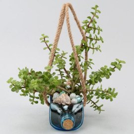Hanging Jade Bombay Sapphire Bottle Planter
