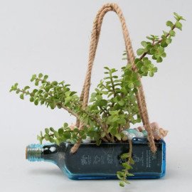 Hanging Jade Bombay Sapphire Bottle Planter