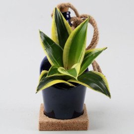 Hanging MILT Sansevieria AntiquityBottle Planter