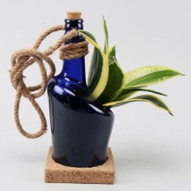 Hanging MILT Sansevieria AntiquityBottle Planter