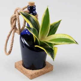 Hanging MILT Sansevieria AntiquityBottle Planter