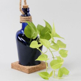 Hanging Money Plant In Antiquity Bottle Planter with Coaster