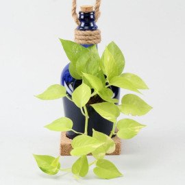 Hanging Money Plant In Antiquity Bottle Planter with Coaster