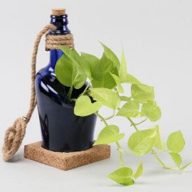 Hanging Money Plant In Antiquity Bottle Planter with Coaster
