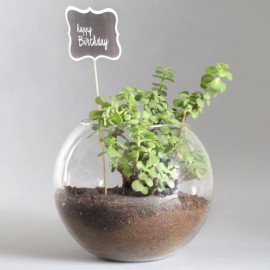 Happy Birthday Jade Plant Terrarium