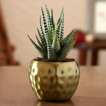 Haworthia Plant In Golden Hammered Pot