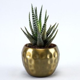 Haworthia Plant In Golden Hammered Pot