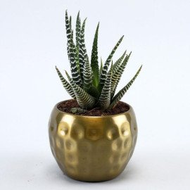 Haworthia Plant In Golden Hammered Pot