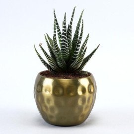 Haworthia Plant In Golden Hammered Pot