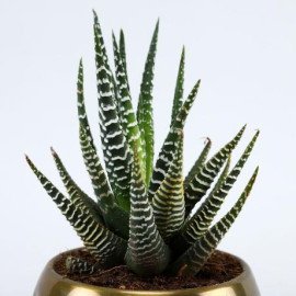 Haworthia Plant In Golden Hammered Pot