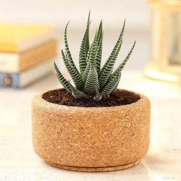 Howarthia Plant In Round Cork Planter