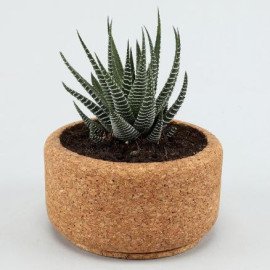 Howarthia Plant In Round Cork Planter