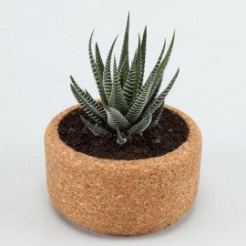 Howarthia Plant In Round Cork Planter