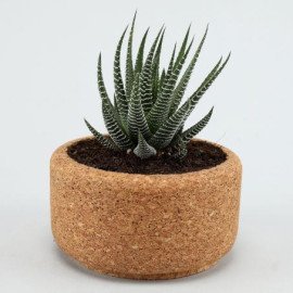 Howarthia Plant In Round Cork Planter