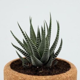 Howarthia Plant In Round Cork Planter