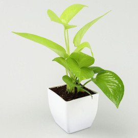 Jade & Money Plant With Ganesha Idol