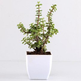 Jade & Money Plant With Ganesha Idol