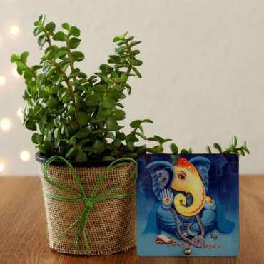 Jade Plant & Ganesha Table Top
