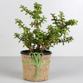 Jade Plant & Pink Dhoti Ganesha Idol