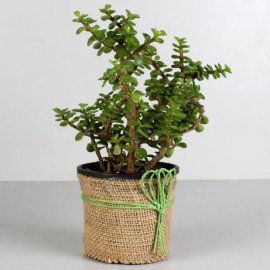 Jade Plant & Pink Dhoti Ganesha Idol