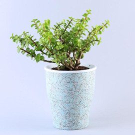 Jade Plant Black Structure Conical Self Watering Planter