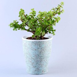 Jade Plant Black Structure Conical Self Watering Planter