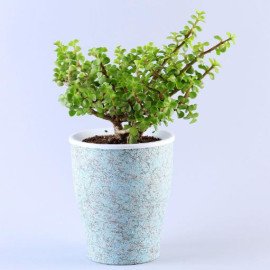 Jade Plant Black Structure Conical Self Watering Planter