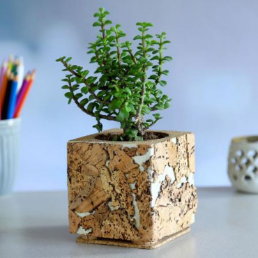 Jade Plant Cork Square Shaped Planter