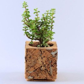 Jade Plant Cork Square Shaped Planter
