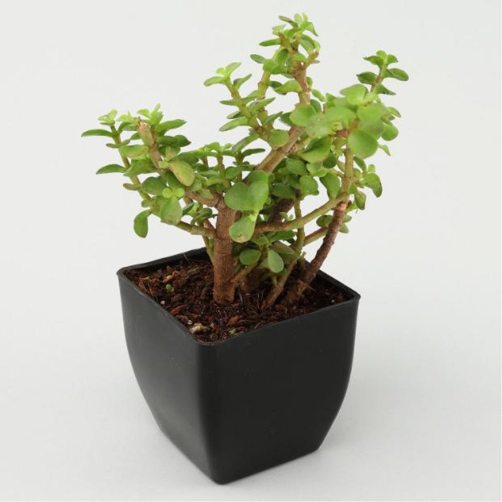 Jade Plant In A Black Pot