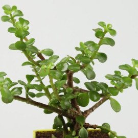 Jade Plant In A Black Pot