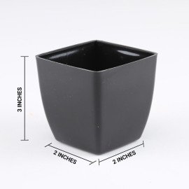 Jade Plant In A Black Pot