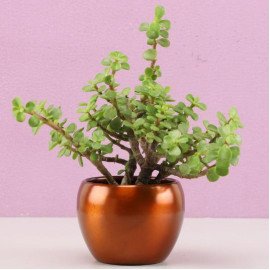 Jade Plant In Brass Pot Hand Delivery
