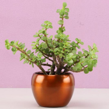 Jade Plant In Brass Pot Hand Delivery