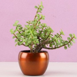 Jade Plant In Brass Pot Hand Delivery