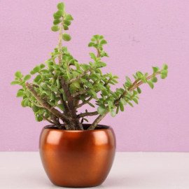Jade Plant In Brass Pot Hand Delivery