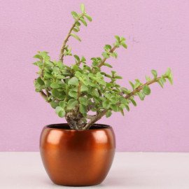 Jade Plant In Brass Pot