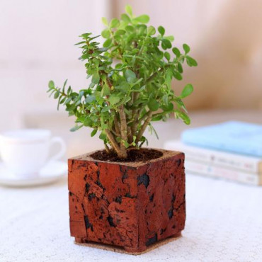 Jade Plant In Brown & Black Cork Planter