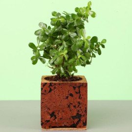 Jade Plant In Brown & Black Cork Planter