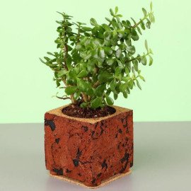 Jade Plant In Brown & Black Cork Planter