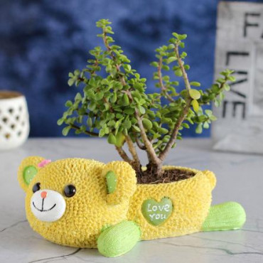 Jade Plant In Cute Love U Bear Pot,4153