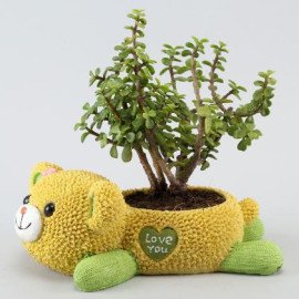 Jade Plant In Cute Love U Bear Pot,4153