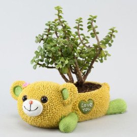 Jade Plant In Cute Love U Bear Pot,4153