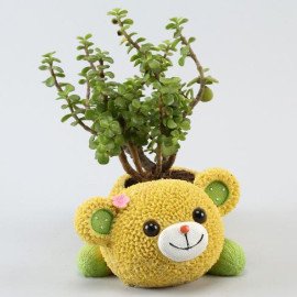 Jade Plant In Cute Love U Bear Pot,4153