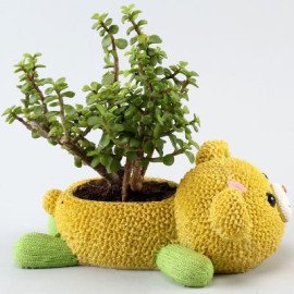 Jade Plant In Cute Love U Bear Pot,4153