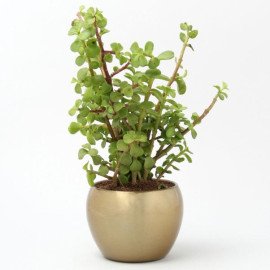Jade Plant In Gold Tone Metal Pot Hand Delivery
