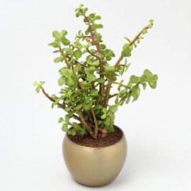 Jade Plant In Gold Tone Metal Pot Hand Delivery