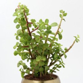 Jade Plant In Gold Tone Metal Pot Hand Delivery