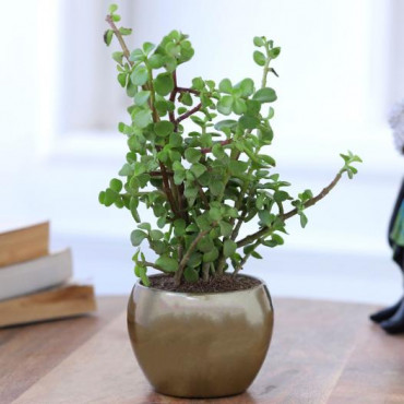 Jade Plant In Gold Tone Metal Pot